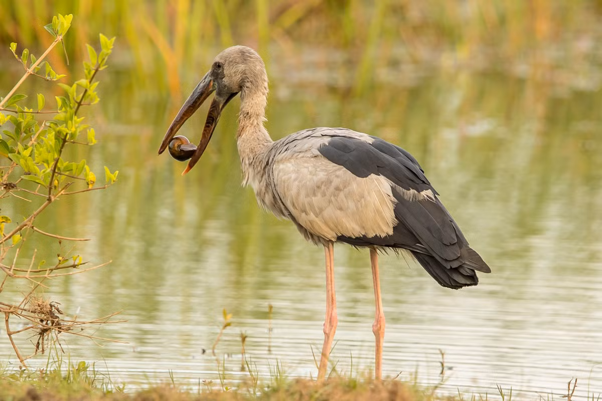  2. Thức ăn chủ yếu là ốc nước ngọt. Loài cò này có chế độ ăn gần như chuyên biệt, chủ yếu là các loài ốc nước ngọt như ốc bươu, nhờ đó giúp kiểm soát số lượng loài sinh vật này trong môi trường tự nhiên. Ảnh: Restorasi Ekosistem Riau.