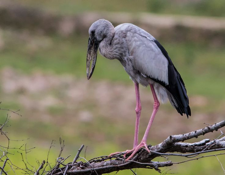  1. Cò nhạn sở hữu chiếc mỏ “bị hở” độc đáo. Khác với hầu hết các loài chim khác, mỏ trên và mỏ dưới của cò nhạn không khép kín hoàn toàn mà có một khe hở, giúp chúng kẹp và ăn những con ốc dễ dàng hơn. Ảnh: Pinterest.