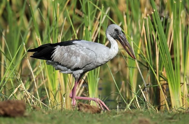  7. Là loài chim biểu tượng ở Campuchia. Cò nhạn được xem là quốc điểu của Campuchia, nơi chúng được tôn trọng và bảo vệ trong các khu bảo tồn chim nước. Ảnh: Pinterest.