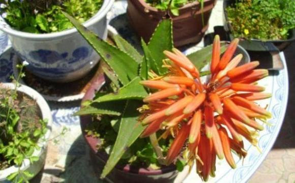 Cây nha đam nở hoa vào cuối mùa xuân và đầu mùa hè, đây là thời điểm mà cây đã tích đủ dinh dưỡng và ánh sáng để tạo ra những bông hoa đẹp mắt. Nhưng để có thời gian nở chính xác thì còn tùy thuộc vào điều kiện khí hậu, cách chăm sóc, nhiệt độ, dinh dưỡng… 