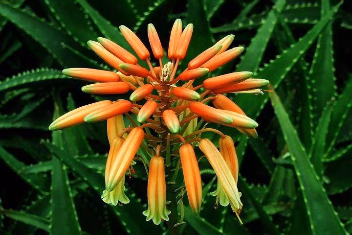 Cây nha đam ra hoa là hiện tượng hiếm gặp, phải mất khoảng 2 – 5 năm cây mới nở hoa một lần. Hoa nha đam có hình dáng đẹp, màu sắc đỏ hoặc vàng khi nở là dấu hiệu gia đình sắp đón nhận niềm vui mới, hạnh phúc, may mắn, công việc thuận lợi, sự nghiệp hanh thông. Nên khi nha đam nở hoa thì hãy yên tâm vì đây là điều tốt lành. 