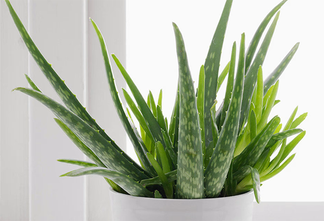  Hoa nha đam mang một vẻ đẹp rất riêng, hoa có thể dài tới 1m khi non sẽ mọc theo chiều thẳng đứng, nhưng khi hoa nở rộ thì sẽ rủ xuống như bông pháo hoa. Mỗi bông hoa có 6 cánh dính nhau ở phần gốc và 6 nhị.