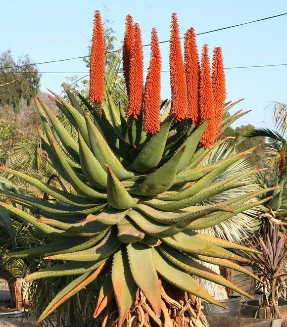  Cây nha đam sẽ phù hợp với những người mệnh Mộc sinh năm: 1958, 1959, 1972, 1973, 1988, 1989, 2002, 2003… và những người mệnh Hỏa sinh năm 1956, 1957, 1964, 1965, 1978, 1979, 1986, 1987, 1994, 1995…