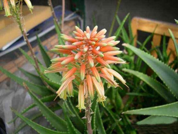  Hoặc trong một vài trường hợp, một số người có thể bị dị ứng với nha đam và xuất hiện các triệu chứng như ngứa, sưng, đỏ da sau khi tiếp xúc thì hãy ngưng sử dụng và tham khảo ý kiến của bác sĩ.