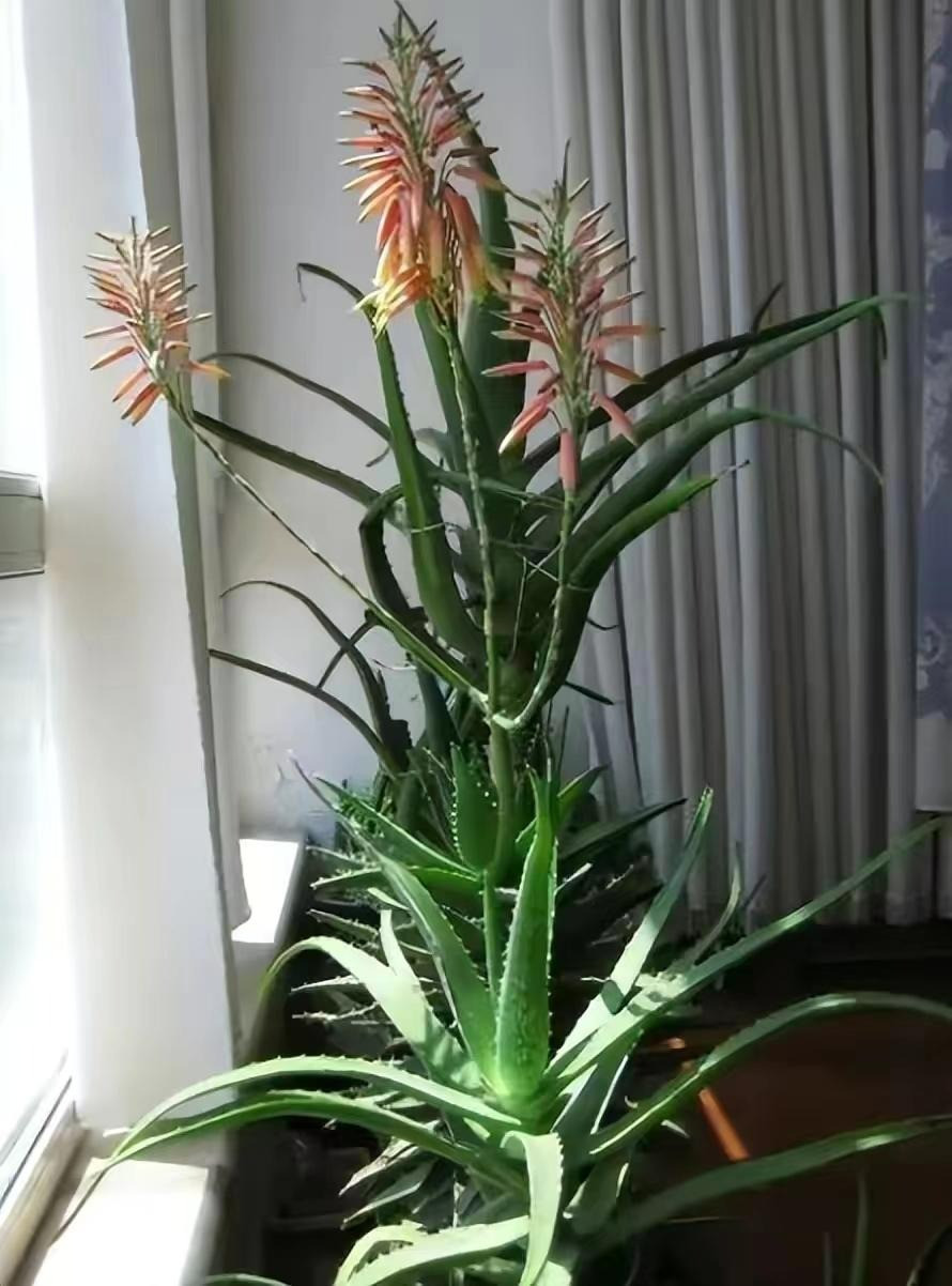  Khi trồng một chậu nha đam nhỏ trong phòng ngủ sẽ giúp mang lại cho gia chủ một giấc ngủ ngon. Vì cây xanh giúp giải tỏa căng thẳng và áp lực nên khi đặt trên bàn làm việc sẽ giúp lấy lại tinh thần và cảm giác thoải mái, dễ chịu. * Thông tin phong thủy trong bài mang tính tham khảo.