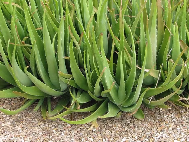  Ý nghĩa phong thủy của hoa nha đam: Cây nha đam khi nở hoa sẽ mang tác dụng thu hút tài lộc, thịnh vượng cho gia chủ, sức sống của cây nha đam giúp sản sinh ra sự may mắn, làm cho không gian xung quanh nhà luôn tràn đầy sức sống để công việc thuận lợi, thành công hơn. 