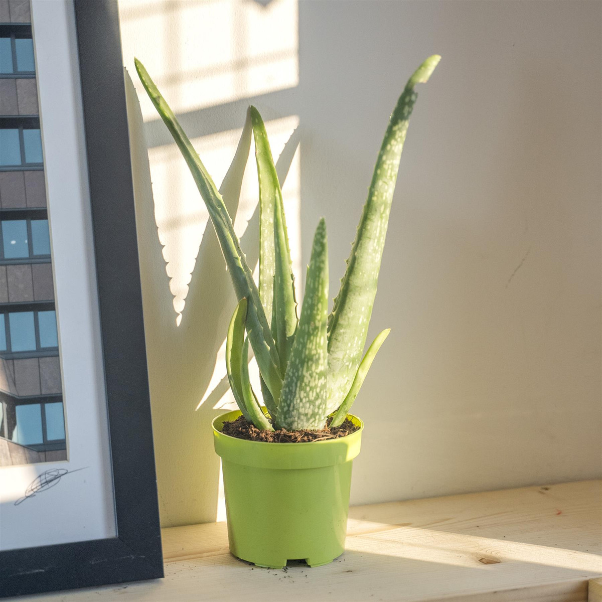 Nha đam là một loại thực vật có nguồn gốc từ Bắc Phi, có gốc và thân ngắn, dễ trồng, ít sâu bệnh và khả năng thích nghi với môi trường sống cao, khả năng phục hồi và tái sinh mạnh mẽ. 