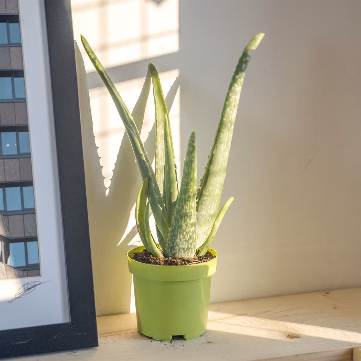 Nha đam là một loại thực vật có nguồn gốc từ Bắc Phi, có gốc và thân ngắn, dễ trồng, ít sâu bệnh và khả năng thích nghi với môi trường sống cao, khả năng phục hồi và tái sinh mạnh mẽ. 