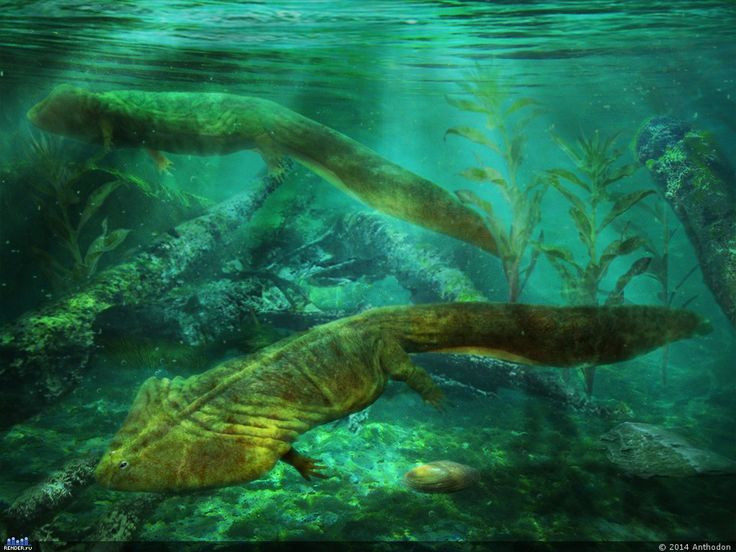 5. Là một loài lưỡng cư cổ đại. Diplocaulus sống cả dưới nước lẫn trên cạn, nhưng phần lớn thời gian có thể là trong các vùng nước ngọt như đầm lầy và sông ngòi. Ảnh: Pinterest.