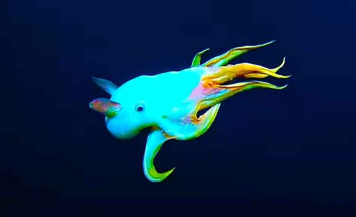  6. Chúng có tuổi thọ khá cao. Bạch tuộc Dumbo có thể sống từ 3 đến 5 năm, khá cao so với nhiều loài bạch tuộc khác sống ở vùng nước nông, thường chỉ thọ từ 1 đến 2 năm. Ảnh: Pinterest.