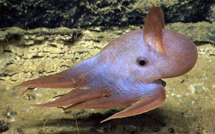  2. Chúng có "tai" nhưng không dùng để nghe. Hai vây trên đầu bạch tuộc Dumbo trông giống như đôi tai của chú voi Dumbo, nhưng thực chất chúng là bộ phận giúp bạch tuộc di chuyển. Ảnh: Pinterest.