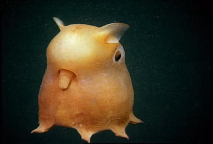  5. Chúng ăn bằng cách nuốt chửng con mồi. Thay vì sử dụng xúc tu để kéo thức ăn vào miệng như nhiều loài bạch tuộc khác, bạch tuộc Dumbo nuốt chửng con mồi, chủ yếu là giáp xác và động vật nhỏ. Ảnh: Pinterest.