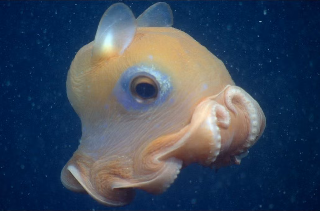  7. Loài này có tập tính sinh sản đặc biệt. Bạch tuộc Dumbo cái mang theo trứng trong thời gian dài và chỉ đẻ một số ít trứng mỗi lần, giúp đảm bảo con non có tỷ lệ sống sót cao hơn trong môi trường khắc nghiệt dưới đáy đại dương. Ảnh: Pinterest.