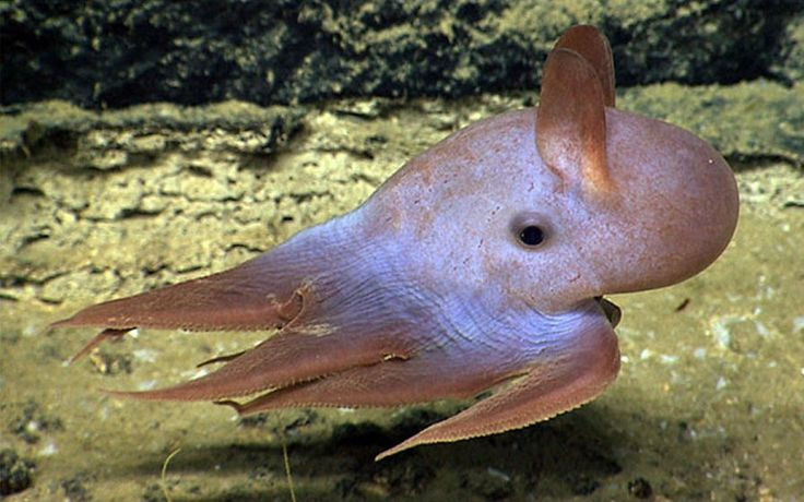  2. Chúng có "tai" nhưng không dùng để nghe. Hai vây trên đầu bạch tuộc Dumbo trông giống như đôi tai của chú voi Dumbo, nhưng thực chất chúng là bộ phận giúp bạch tuộc di chuyển. Ảnh: Pinterest.