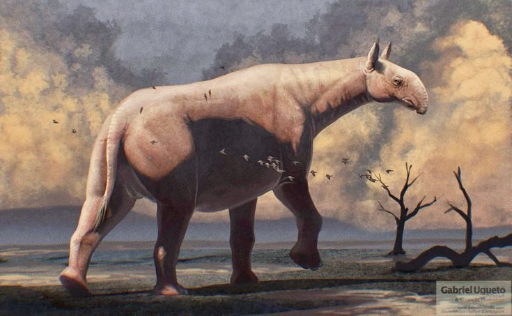  3. Không có sừng như các loài tê giác hiện đại. Mặc dù thuộc họ hàng với tê giác, Paraceratherium lại không có sừng, thay vào đó có hộp sọ dài và mõm nhọn để hái lá trên cao. Ảnh: Pinterest.