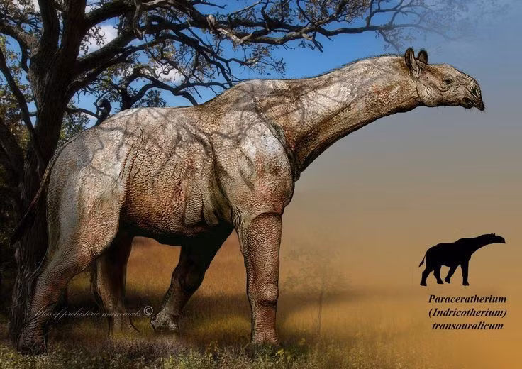  7. Khả năng sinh tồn phụ thuộc vào nguồn thức ăn khổng lồ. Với kích thước đồ sộ, Paraceratherium cần lượng thực vật khổng lồ mỗi ngày, khiến nó dễ bị ảnh hưởng bởi biến đổi khí hậu và suy giảm thực vật. Ảnh: Pinterest.