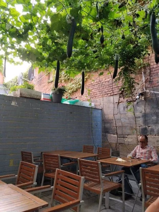 Không biết đây là nhà hàng hay sân vườn nhà hàng xóm nữa.