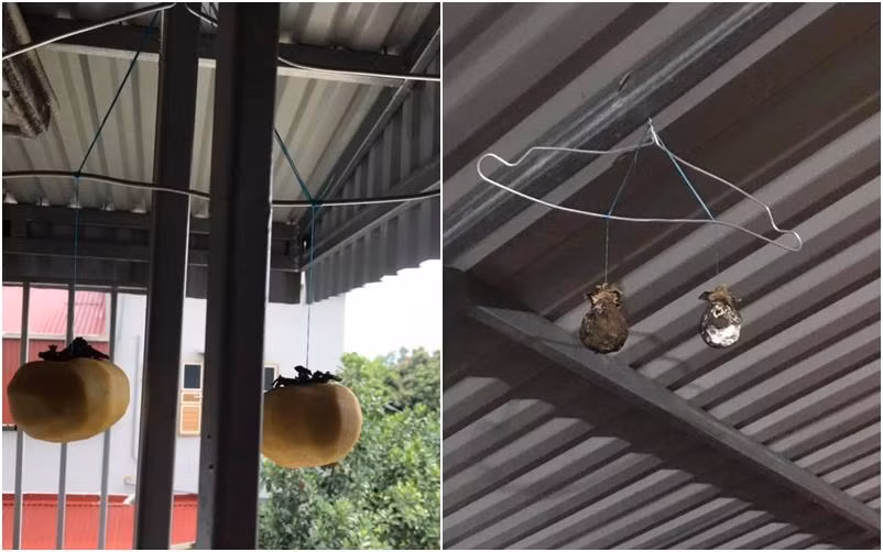 Hồng treo gió nhưng gió này có vẻ hơi "độc" nhỉ?