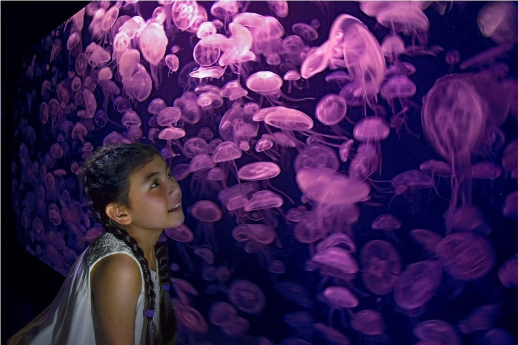 Là thủy cung lớn nhất Đông Nam Á, SEA Aquarium hứa hẹn sẽ mang đến cho bạn những giây phút thú vị khi khám phá đáy biển. Với thiết kế khoa học, công nghệ hiện đại và hệ thống chiếu sáng cho phép bạn tận hưởng toàn bộ vẻ đẹp đại dương. Và tự do tận hưởng cảm giác vui chơi khi khám phá vẻ đẹp muôn màu của đại dương. Vậy nên rất dễ có thể khiến du khách bị mê hoặc bởi những bể cá khổng lồ.