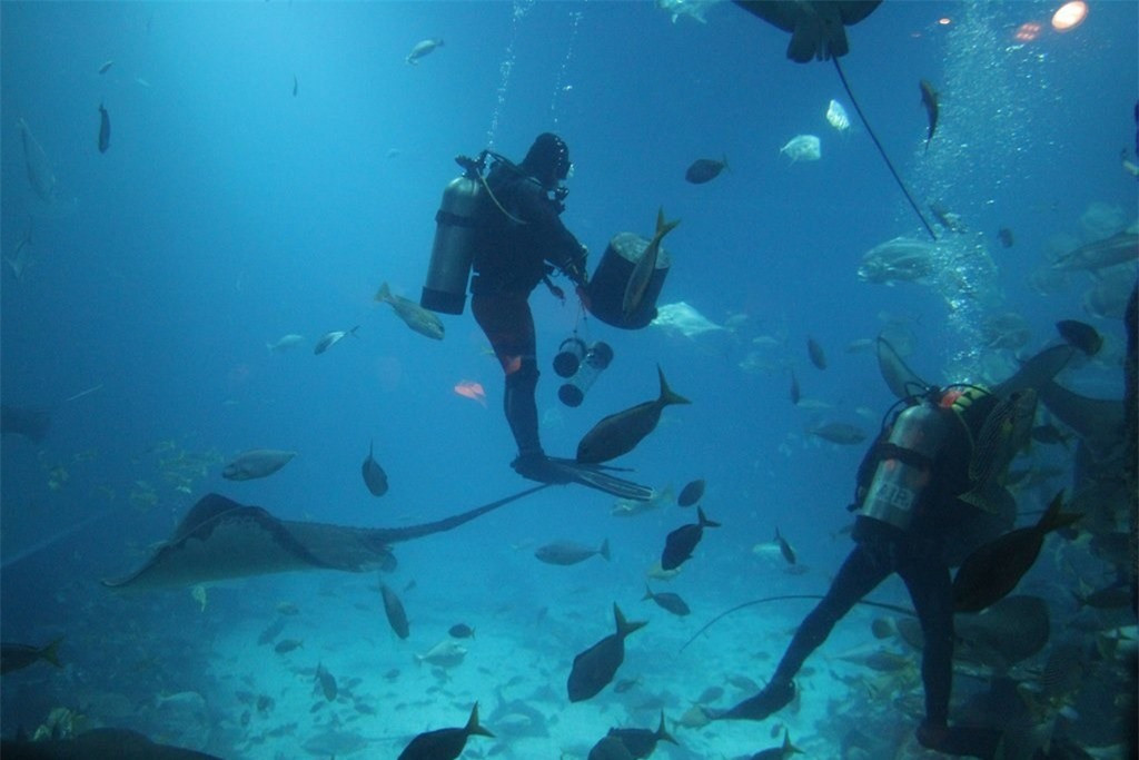 Sử dụng thẻ MRT của bạn để đi tàu có tên Sentosa Express từ ga Sentosa tại VivoCity, ngay cạnh Food Republic. Chỉ cách đó 1 trạm dừng và bạn cần xuống tại ga Waterfront. Cách đó 2 phút đi bộ và bạn đi theo các biển chỉ dẫn. Toàn bộ nơi này được gọi là Công viên Sinh vật Biển và Thủy cung được bao gồm trong khu vực.