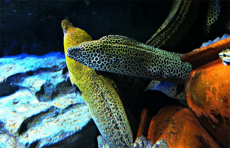 Nếu bạn luôn mong muốn được chạm vào những chú cá sao, thì khu vực Touch Pool tại SEA Aquarium sẽ giúp bạn đạt được điều đó. Ngoài việc chạm vào những chú cá sao dễ thương, bạn sẽ được giới thiệu về những chú cá sao đang được trưng bày ở đây, cũng như cách thức hoạt động của chúng. Nhằm mang đến sự tươi mới và những điều mới mẻ cho du khách, SEA Aquarium luôn tổ chức các sự kiện theo nhiều chủ đề trong suốt cả năm.