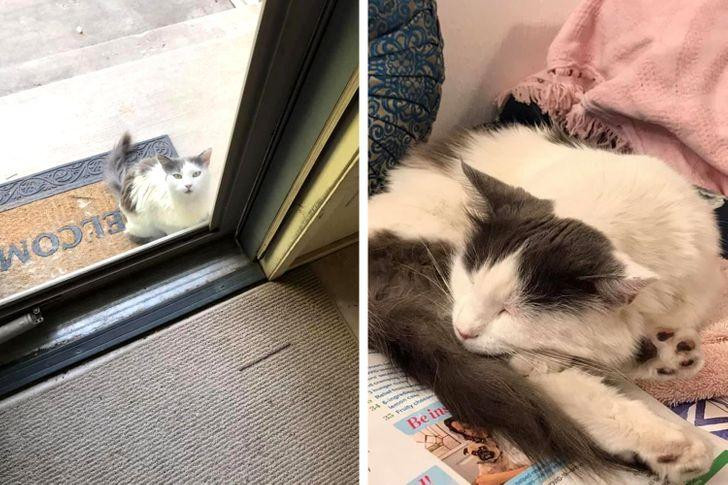 ẹ tôi là người môi giới bất động sản. Bà đến một ngôi nhà trống và phát hiện người chủ trước đã để lại một thứ gì đó. Sau khi kiểm tra, mẹ biết rằng chủ của con mèo đã qua đời. Vậy nên mẹ tôi đã quay trở lại và đưa cô mèo này về nhà.