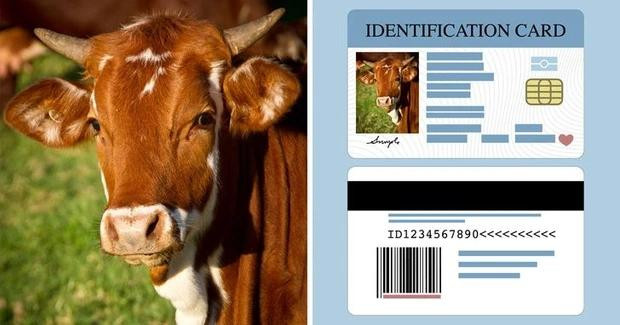  Bò phải có chứng minh thư: Ở bang Tây Bengal, những con bò bắt buộc phải có chứng minh thư. Biện pháp này được thông qua nhằm ngăn chặn nạn buôn lậu gia súc và bảo vệ động vật.