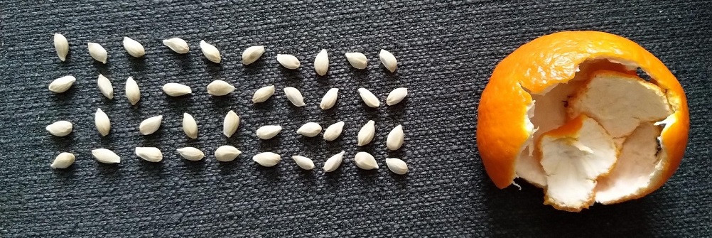 Hat cam quyt la mot bau vat, an xong dung voi vut bo-Hinh-2