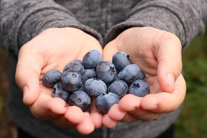  Việt quất: Trong khi rau chứa lượng vitamin và chất chống oxy hóa tốt cho sức khỏe thì trái cây cũng là nguồn thực phẩm bổ phổi nên cho vào thực đơn. Những loại quả có màu đỏ và màu tím có xu hướng chứa lượng vitamin và khoáng chất cao nhất. Việt quất là một trong số những loại quả bổ dưỡng đó.