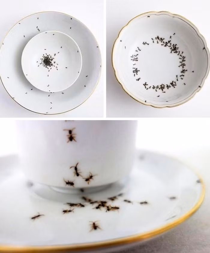 Không biết thiết kế họa tiết đàn kiến có làm món ăn trở nên ngon hơn không?