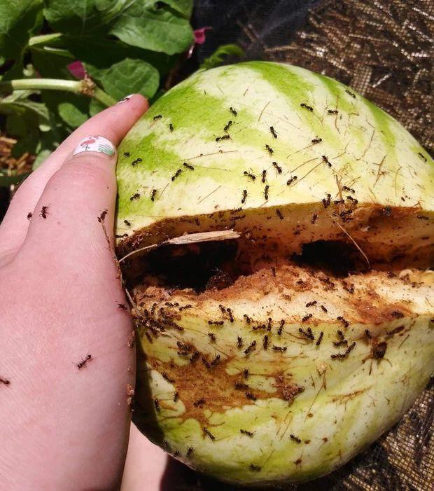 br/> Rất nhiều tình huống hàng ngày khiến bạn phát cáu, nhưng đôi khi, việc luyện cho bản thân một thói quen bình tĩnh trước mọi tình huống là một điều cực quan trọng, một phút kiên nhẫn có thể thay đổi cả một cuộc đời. Ảnh: Hình ảnh khiến người xem phải nổi da gà.