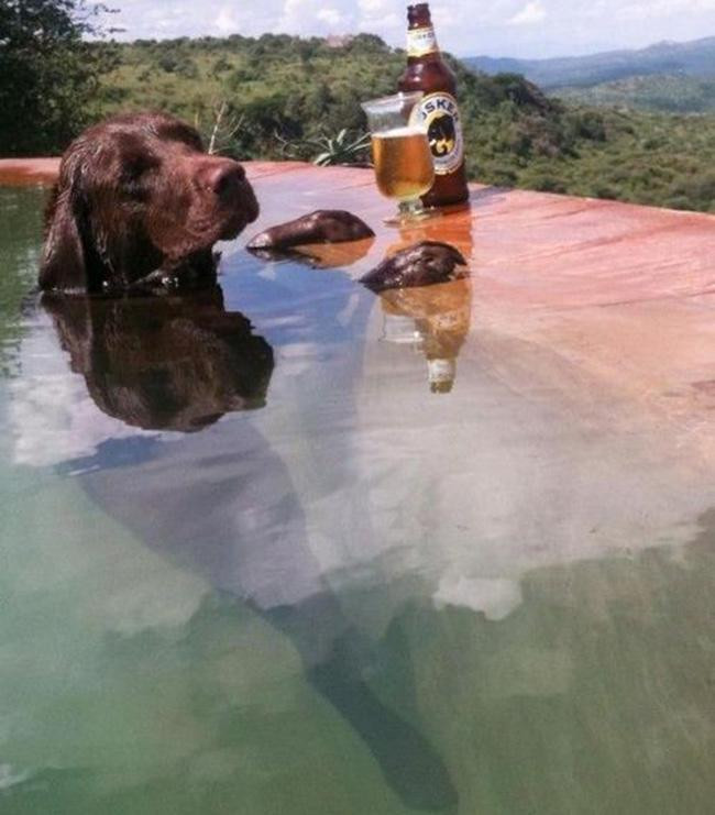 Đến chó cũng có cuộc sống sang chảnh.