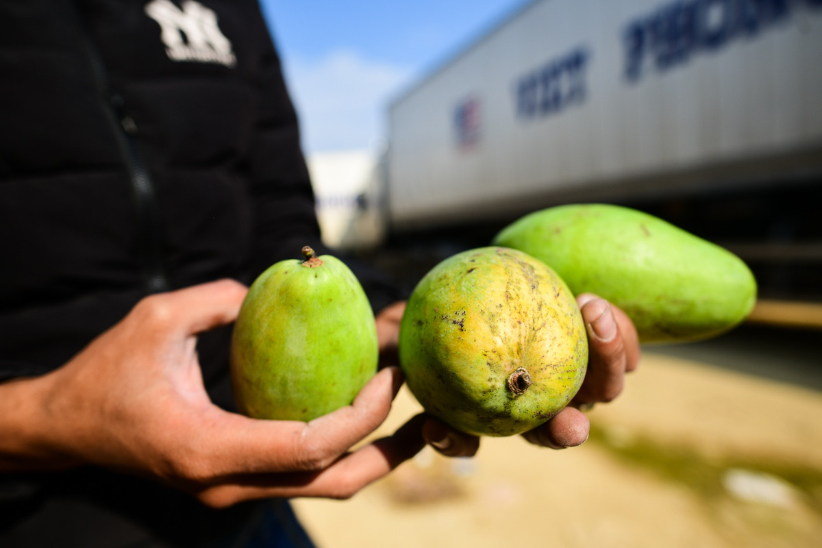 Nếu tình trạng ùn ứ tiếp tục kéo dài, anh có khả năng phải bù lỗ cho container hàng lần này. "Giờ thì còn tính gì tiền lương nữa, coi như hết sạch rồi. Kho xoài keo mà chín hỏng thì chỉ có nước bán nhà để đền hàng. 35 tấn hàng tính sơ cũng 200-300 triệu rồi", anh Trung bơ phờ nói.