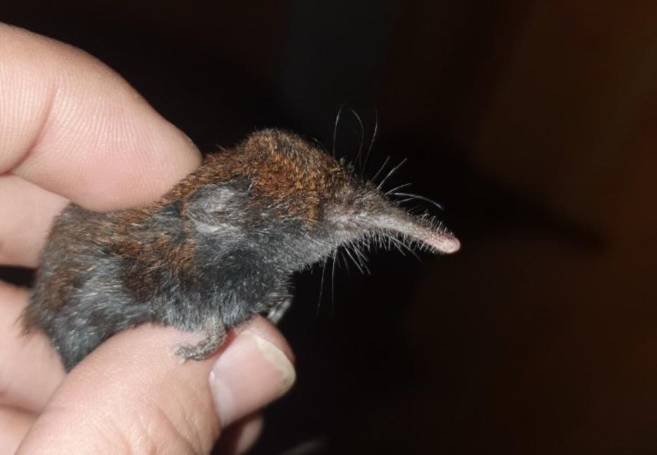 Phat hien loai vat quy hiem lan dau xuat hien tai Fansipan