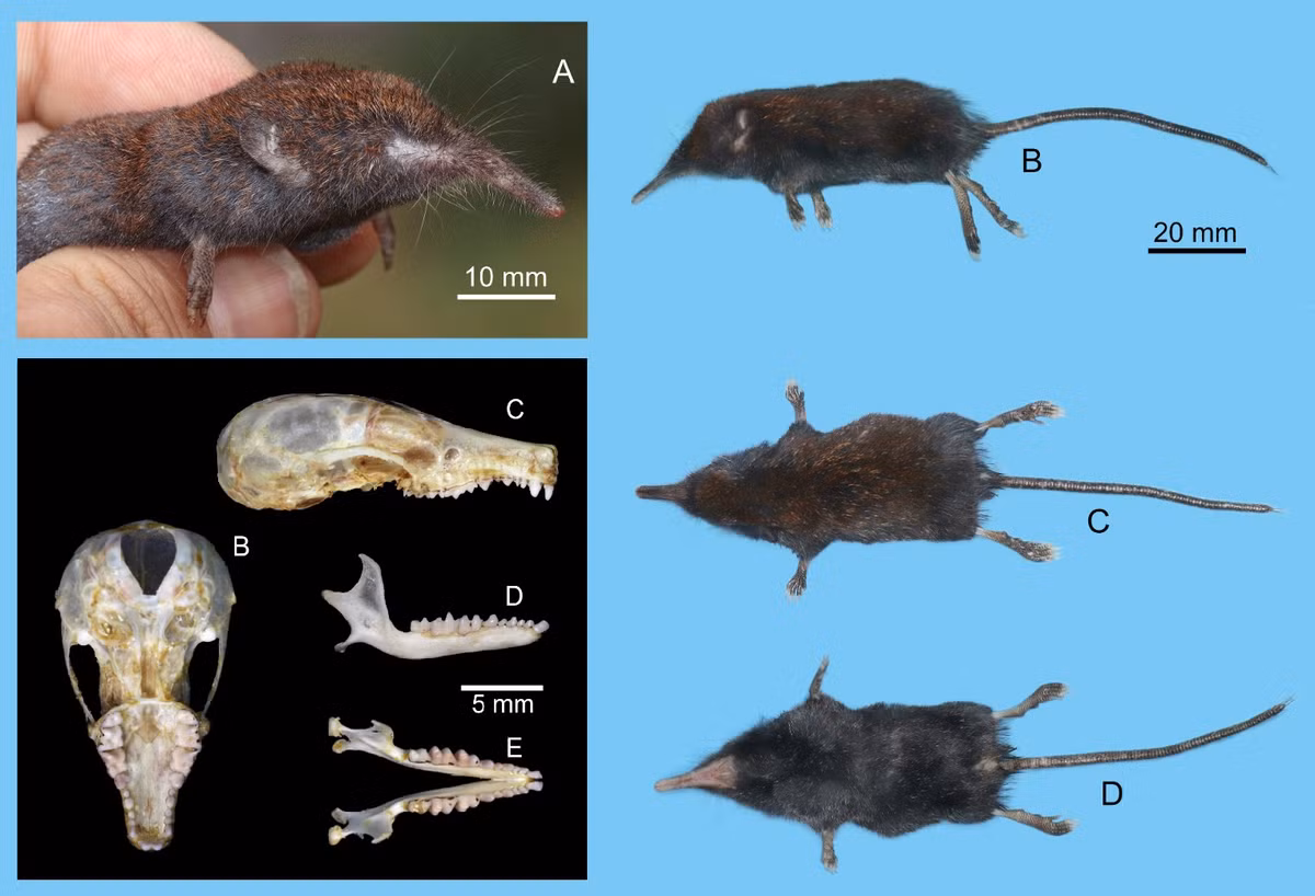 Phat hien loai vat quy hiem lan dau xuat hien tai Fansipan-Hinh-2