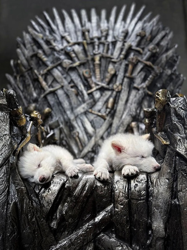 Trong một số hình ảnh và video đầu tiên về những chú sói dữ đã được “hồi sinh” này, gây chú ý với fan của Game of Thrones là hình ảnh chúng nằm trên Ngai Sắt - biểu tượng quyền lực tối thượng trong Game of Thrones. Được biết, chiếc Ngai Sắt này được đạo diễn Peter Jackson của bộ ba Chúa Tể Những Chiếc Nhẫn… cho mượn.