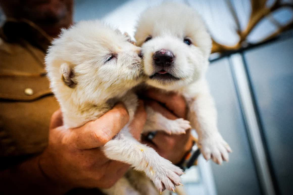 Một loài sói đã tuyệt chủng cách đây 12.500 năm vừa được các nhà khoa học tại công ty công nghệ sinh học Colossal Biosciences mang trở lại với thế giới.