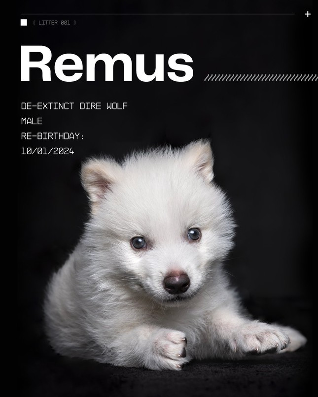 Sau 65 ngày mang thai hộ, hai con sói con đã ra đời bằng phương pháp mổ lấy thai. Phương pháp này được lặp lại với con sói thứ ba. Romulus và Remus chào đời ngày 1/10/2024, còn Khaleesi sinh ngày 30/1/2025.