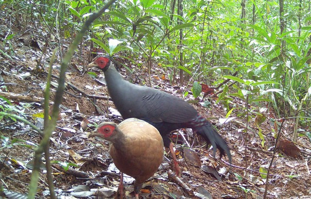 Dat bay anh, bat ngo phat hien loat thu hiem tai VQG Chu Mom Ray-Hinh-4