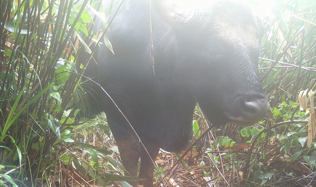 Dat bay anh, bat ngo phat hien loat thu hiem tai VQG Chu Mom Ray-Hinh-2