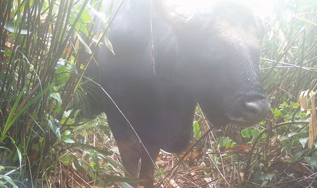 Dat bay anh, bat ngo phat hien loat thu hiem tai VQG Chu Mom Ray-Hinh-2