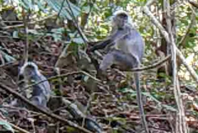 Dat bay anh, bat ngo phat hien loat thu hiem tai VQG Chu Mom Ray-Hinh-3