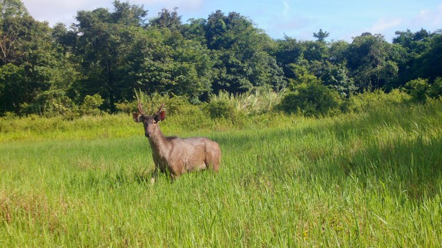 Dat bay anh, bat ngo phat hien loat thu hiem tai VQG Chu Mom Ray