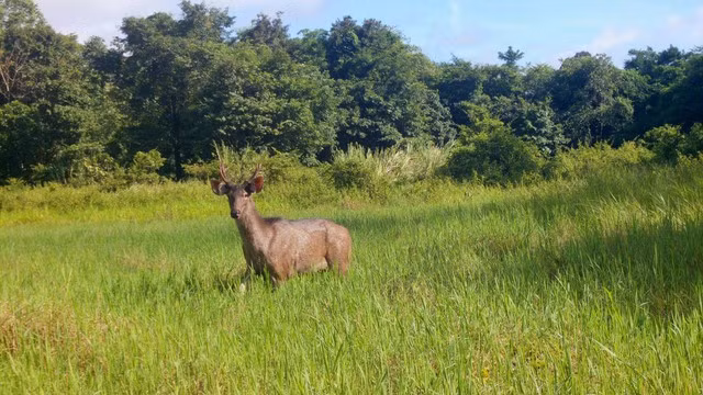 Dat bay anh, bat ngo phat hien loat thu hiem tai VQG Chu Mom Ray