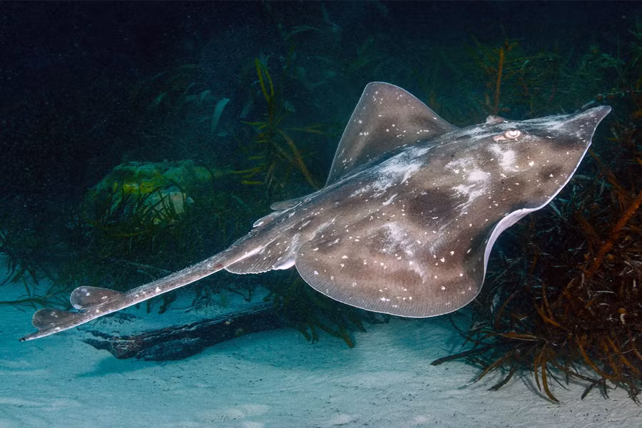 Cá đuối quạt xám (Dipturus batis) dài 2,9m phổ biến ở Đông Bắc Đại Tây Dương và biển Địa Trung Hải. Là loài cá đuối châu Âu to nhất, chúng săn những con cá ở độ sâu trung bình và động vật không xương sống ở đáy biển. Khác với hầu hết các loài khác đẻ con, đây là loài cá đuối đẻ trứng. Chúng giao phối vào mùa xuân, và trong suốt mùa hè, con cái đẻ khoảng 40 quả trứng trong các bãi cát hoặc bùn. Trứng phát triển trong 2–5 tháng trước khi nở.