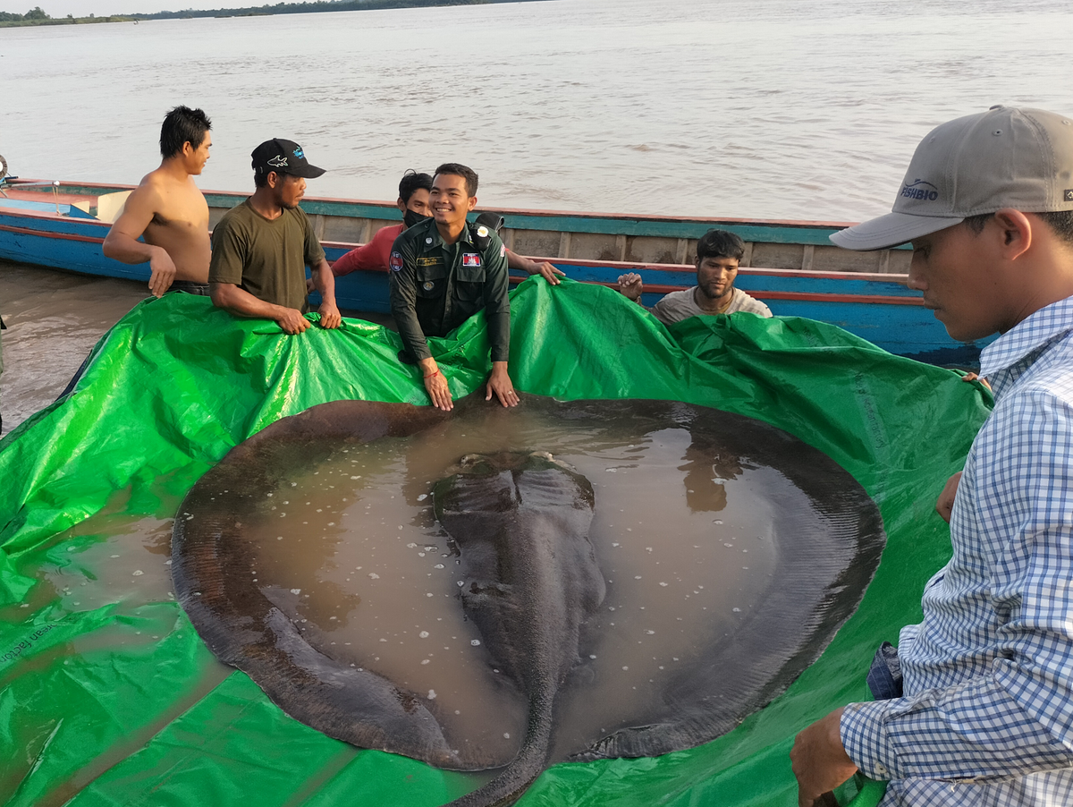 Cá đuối nước ngọt khổng lồ hay cá đuối sông Mekong (Himantura polylepis) dài 4m là loài cá đuối bản địa của lưu vực sông Mekong. Loài cá đuối nước ngọt lớn nhất này đang suy giảm số lượng nghiêm trọng do tác động từ các đập thủy điện ở khu vực. Nó hiện đang nằm trong kỷ lục thế giới là con cá nước ngọt lớn nhất được bắt chỉ bằng cần câu. Tại Việt Nam, ngư dân ở tỉnh An Giang cũng nhiều lần bắt được.