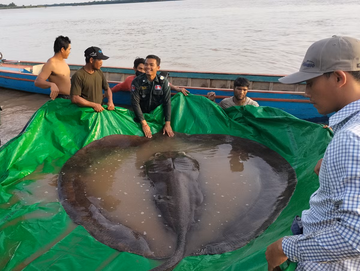 Cá đuối nước ngọt khổng lồ hay cá đuối sông Mekong (Himantura polylepis) dài 4m là loài cá đuối bản địa của lưu vực sông Mekong. Loài cá đuối nước ngọt lớn nhất này đang suy giảm số lượng nghiêm trọng do tác động từ các đập thủy điện ở khu vực. Nó hiện đang nằm trong kỷ lục thế giới là con cá nước ngọt lớn nhất được bắt chỉ bằng cần câu. Tại Việt Nam, ngư dân ở tỉnh An Giang cũng nhiều lần bắt được.