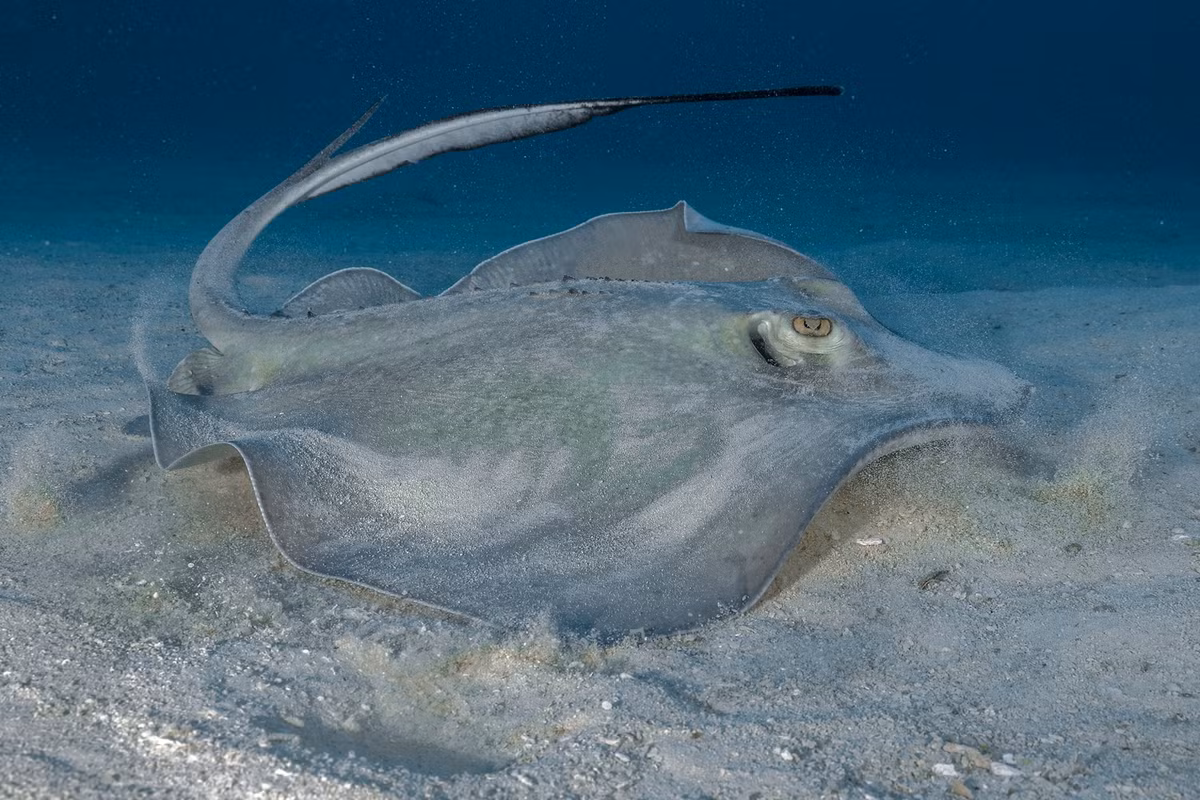 Cá đuối gai độc thông thường ( Dasyatis pastinaca ) là một loài cá đuối gai độc trong họ Dasyatidae , được tìm thấy ở vùng đông bắc Đại Tây Dương và Địa Trung Hải và Biển Đen. Người Hy Lạp và La Mã cổ đại rất sợ nọc độc của nó, Hercules đã mất một ngón tay vì vết cắn của cá đuối gai độc, Circe được cho là đã trang bị cho con trai mình là Telegonus một ngọn giáo có đầu nhọn là gai cá đuối và anh ta đã vô tình giết chết cha mình là Odysseus.