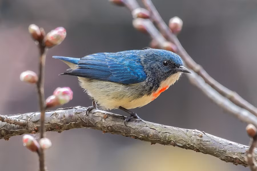  Chim sâu ngực đỏ (Dicaeum ignipectus) dài 8-9 cm, là loài định cư phổ biến trong cả nước (trừ Nam Bộ).