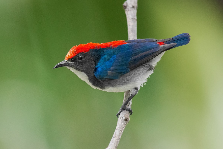 Sinh cảnh của loài chim này là rừng mở, bìa rừng thứ sinh, công viên, vườn, nơi canh tác, phân bố lên đến độ cao 1.250m.
